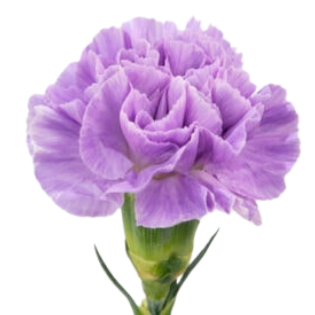 Carnations - Sims