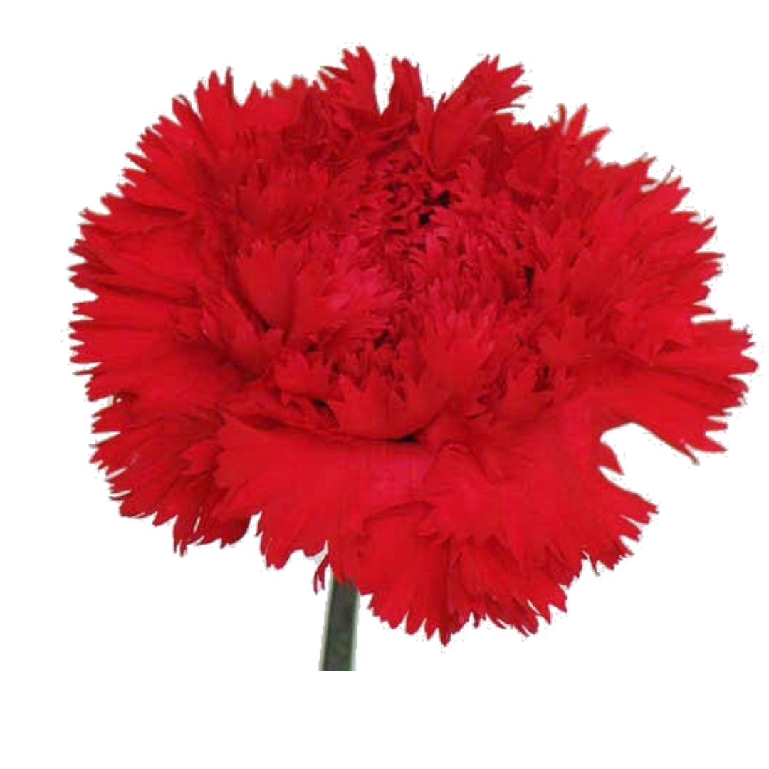 Carnations - Sims