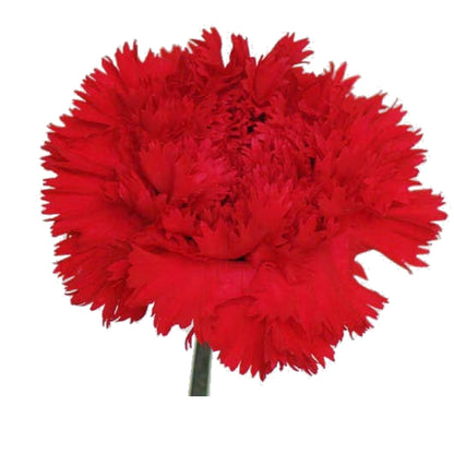 Carnations - Sims