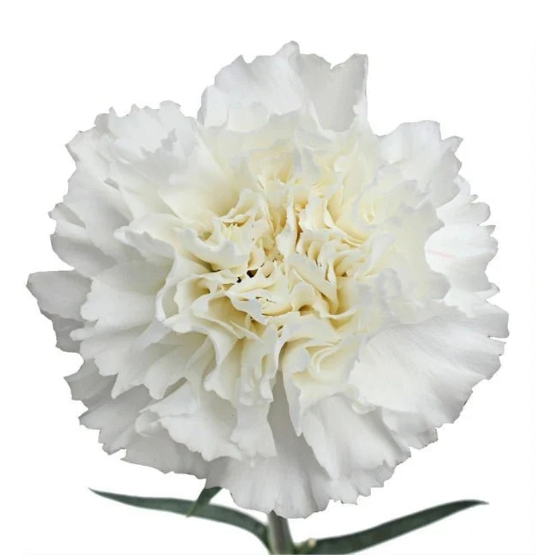 Carnations - Sims