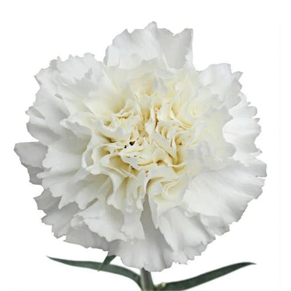 Carnations - Sims