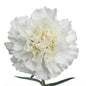 Carnations - Sims