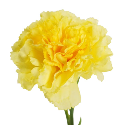 Carnations - Sims