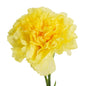 Carnations - Sims