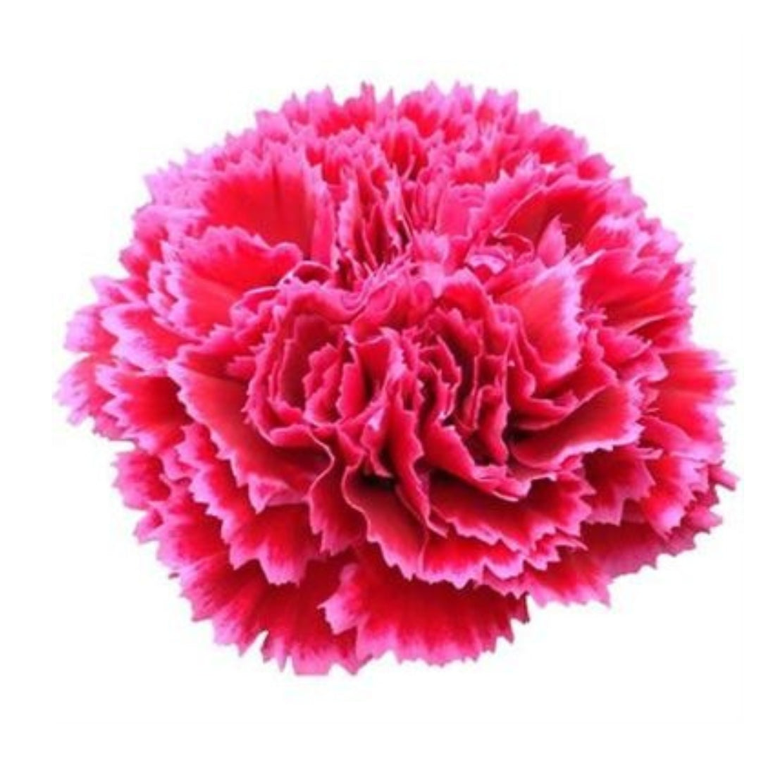 Carnations - Sims
