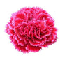 Carnations - Sims