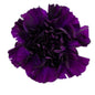 Carnations - Sims