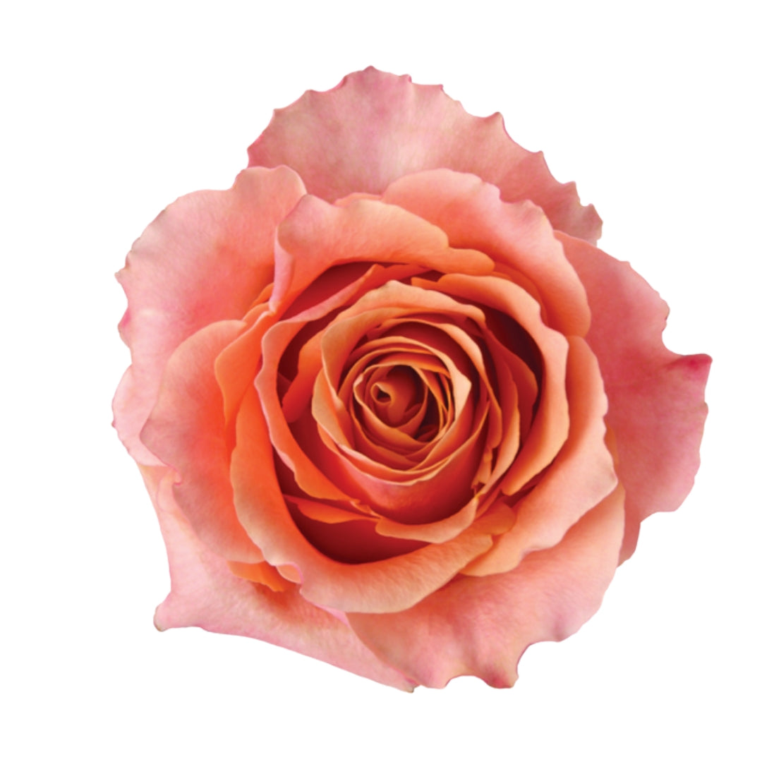Rose Bundle - Carpe Diem