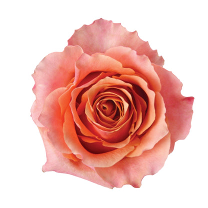 Rose Bundle - Carpe Diem