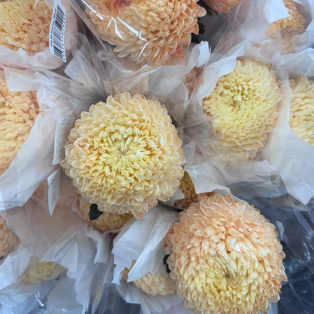 Chrysanthemums Big Mama
