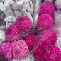Chrysanthemums Big Mama