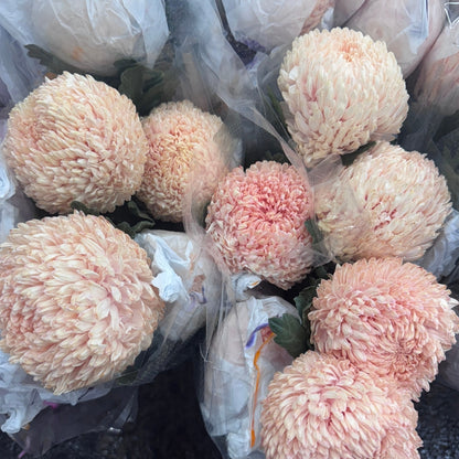 Chrysanthemums Big Mama