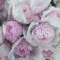 Chrysanthemums Big Mama