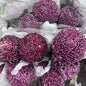 Chrysanthemums Big Mama