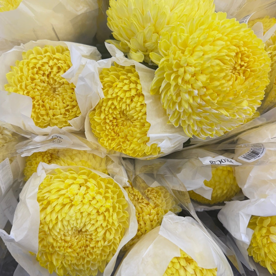 Chrysanthemums Big Mama