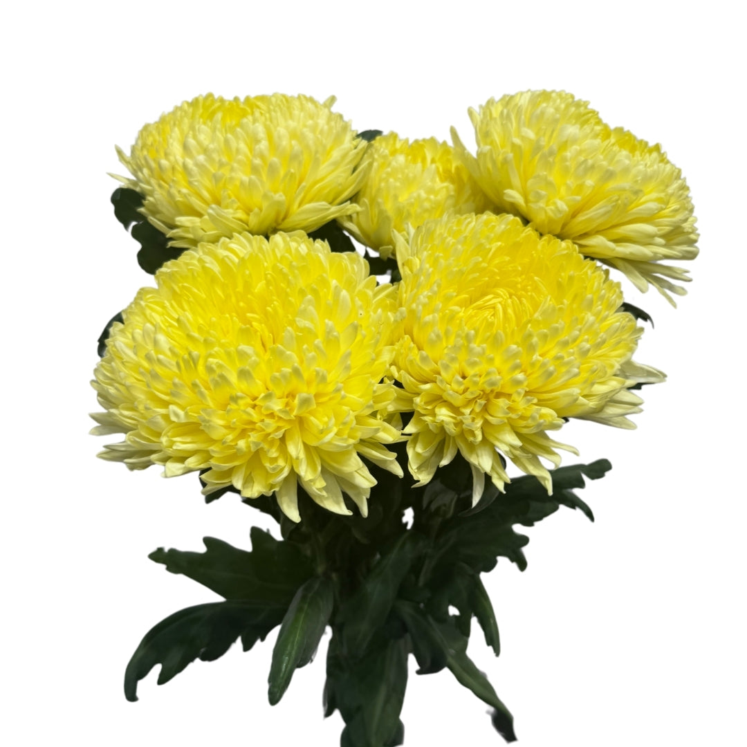 Chrysanthemums Disbud