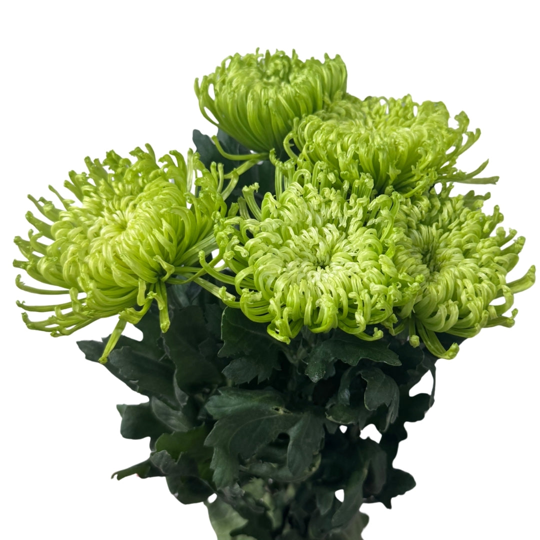 Chrysanthemums Spider - Various Colours