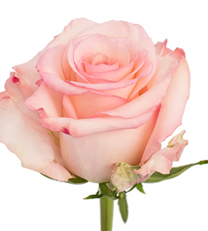 Rose Bundle - Cielo