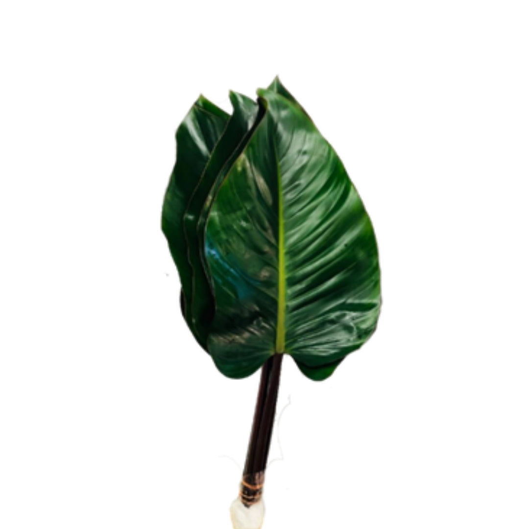 Congo