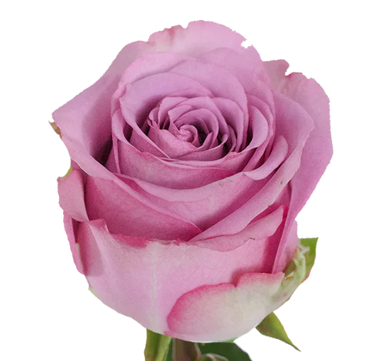 Rose Bundle - Coolwater