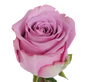 Rose Bundle - Coolwater
