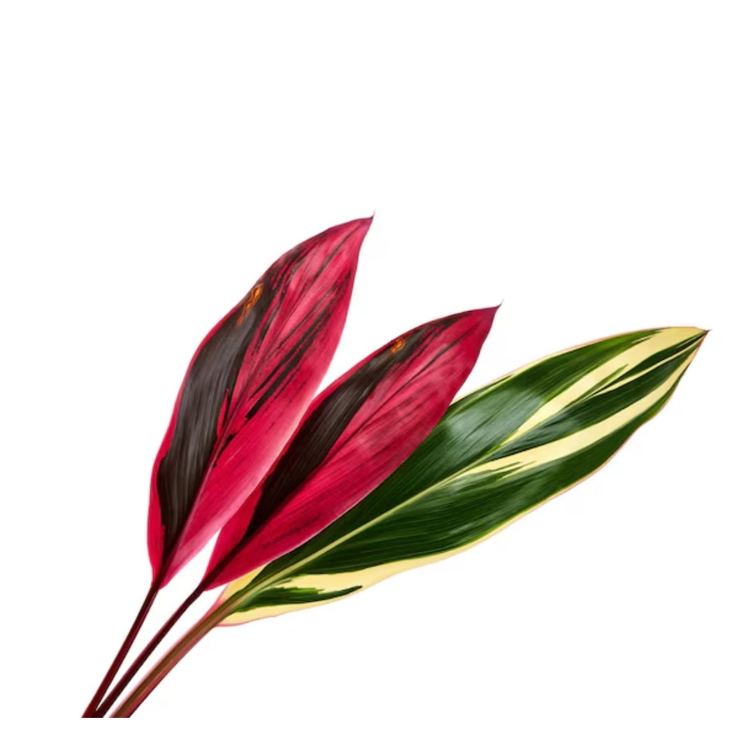 Cordyline