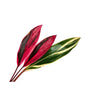 Cordyline