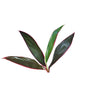 Cordyline Tops