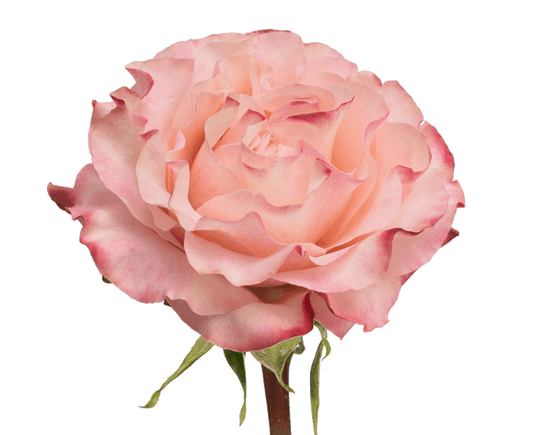 Rose Bundle - Country Candy