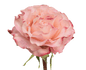 Rose Bundle - Country Candy