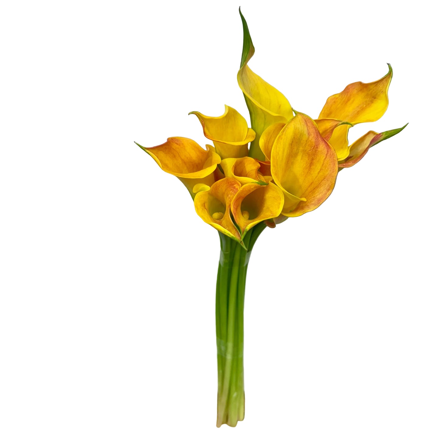 Calla Lily