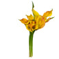 Calla Lily