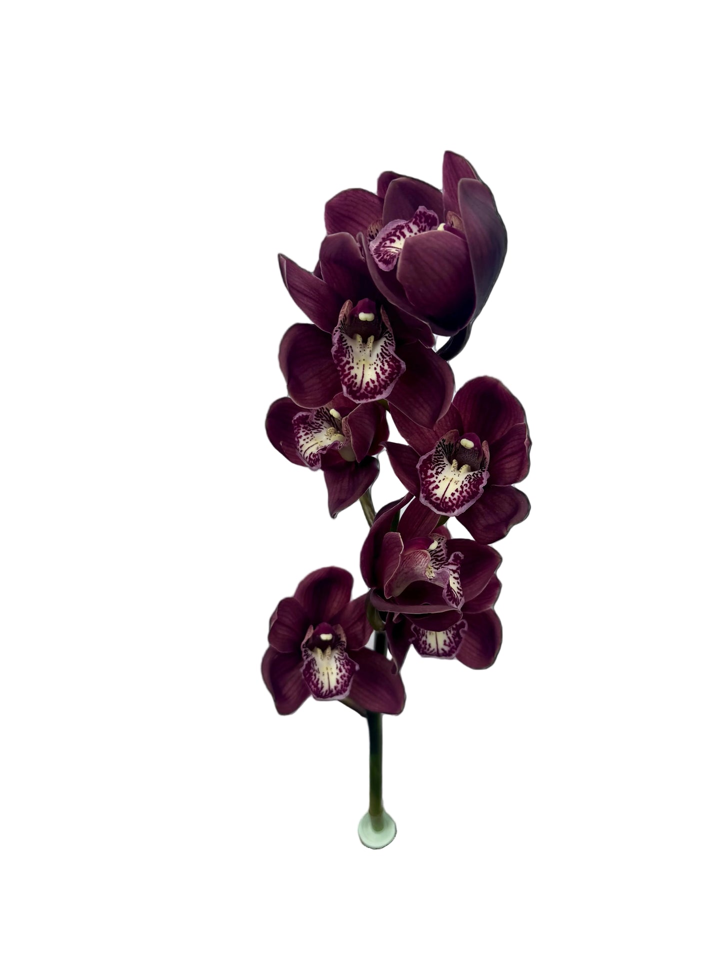 Orchid - Cymbidium Large