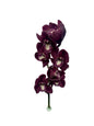 Orchid - Cymbidium Large
