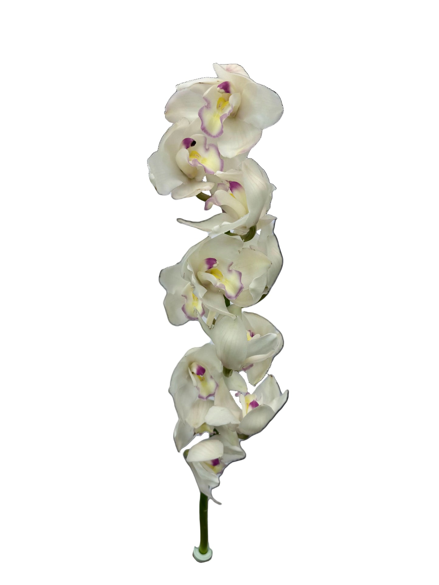 Orchid - Cymbidium Large