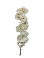 Orchid - Cymbidium Large