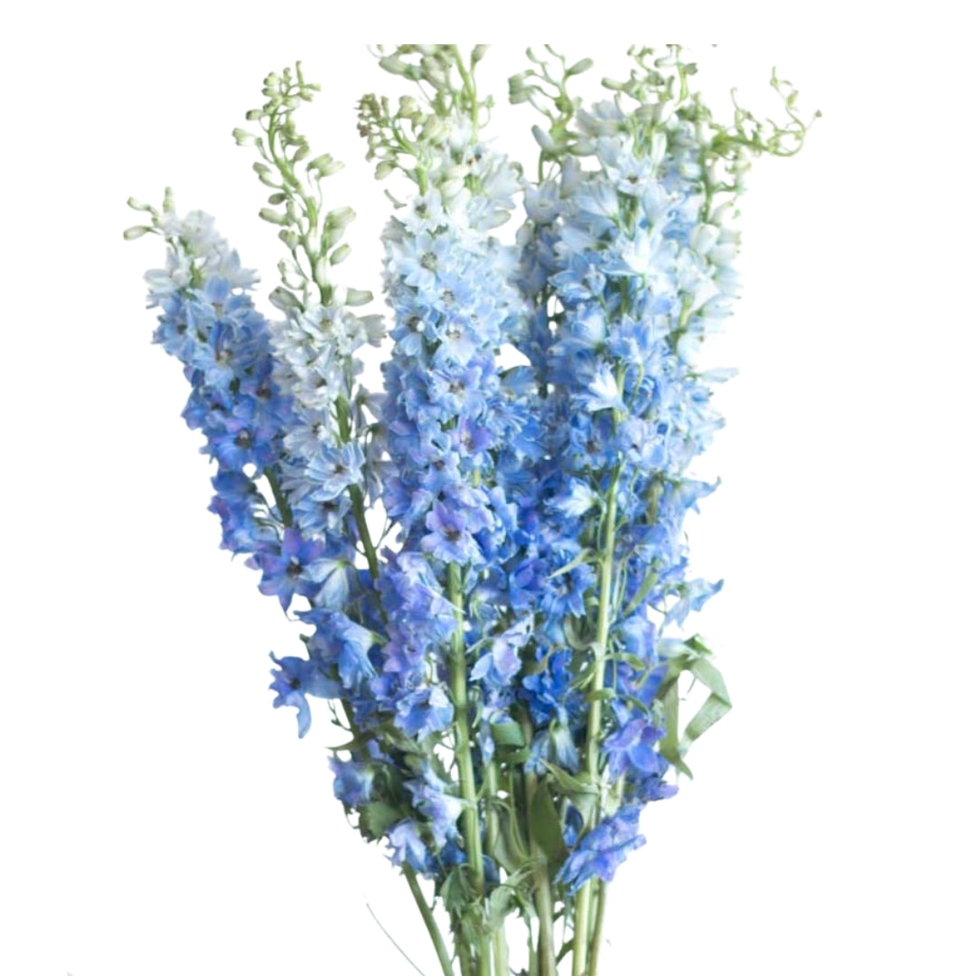 Delphinium Hybrid