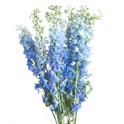 Delphinium Hybrid