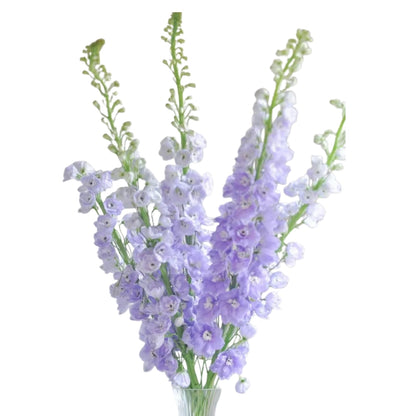 Delphinium Hybrid