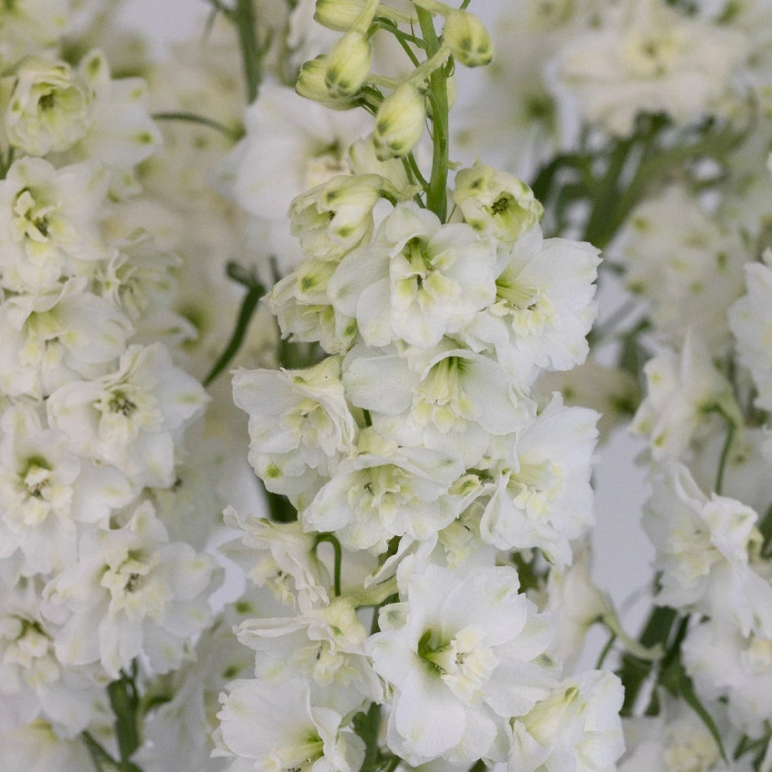 Delphinium Hybrid