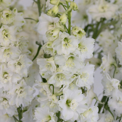 Delphinium Hybrid