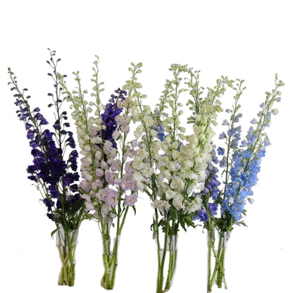 Delphinium Hybrid