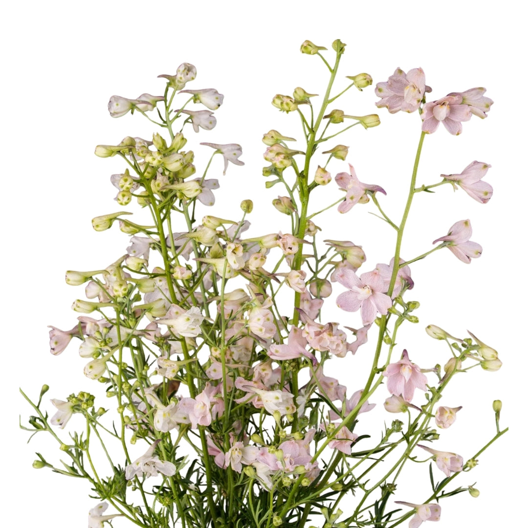 Delphinium Butterfly