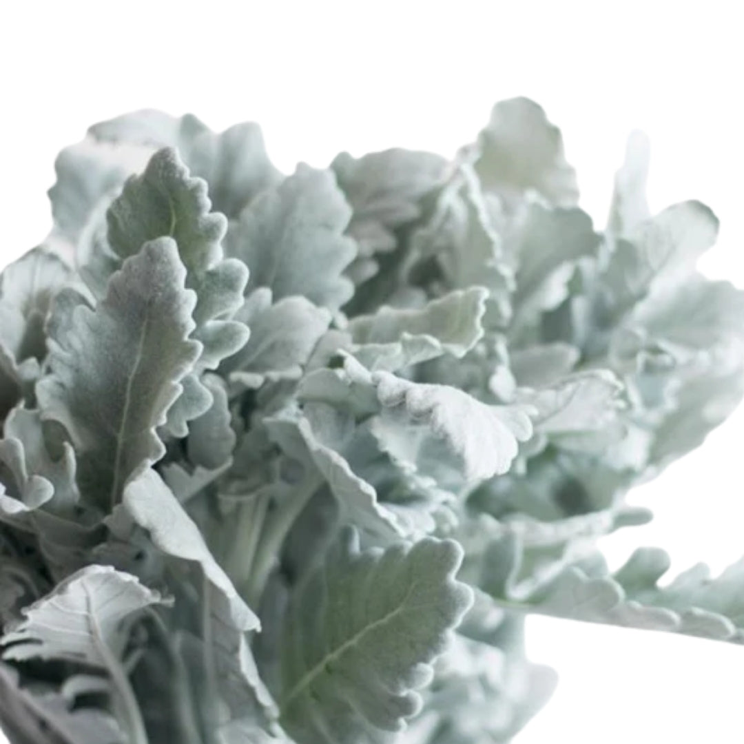 Dusty Miller