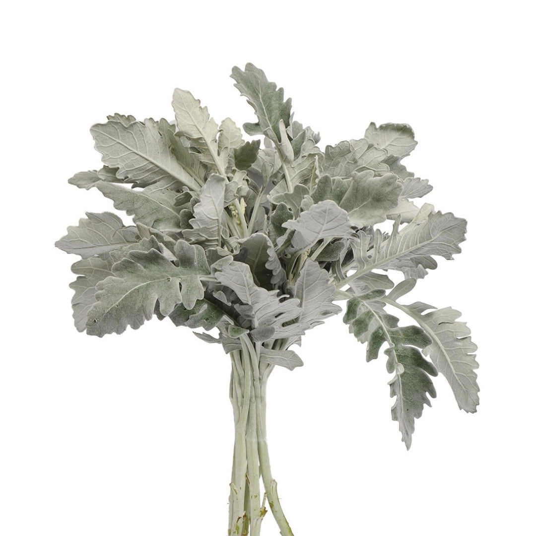 Dusty Miller