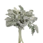 Dusty Miller