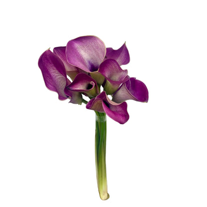 Calla Lily