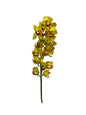 Orchid - Cymbidium Mini