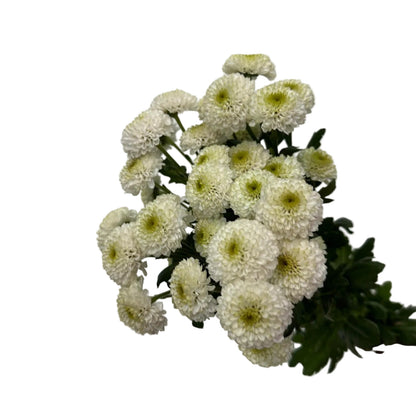 Chrysanthemums Button