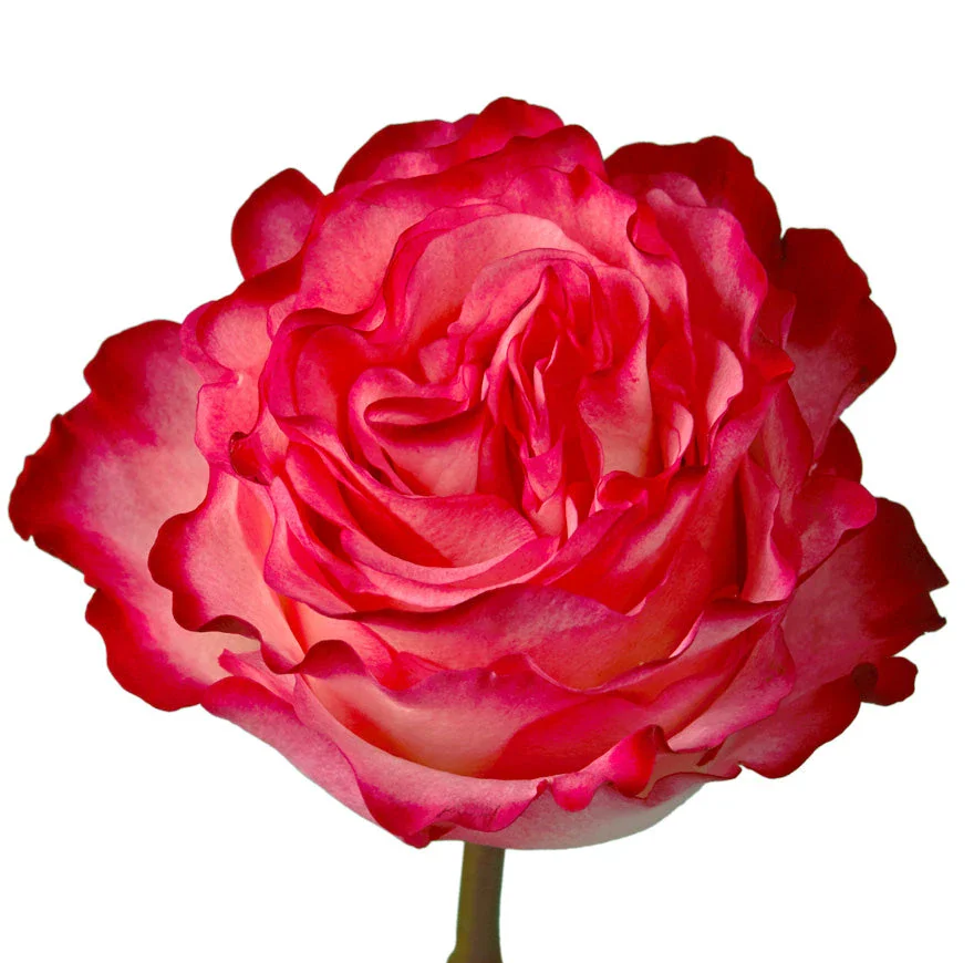 Rose Bundle - Enchantment